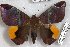  ( - 24864-141118-MA)  @11 [ ] Copyright (2019) Robert Borth LepBio, LLC
