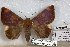  ( - 24865-021118-MA)  @11 [ ] Copyright (2019) Robert Borth LepBio, LLC