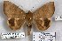  ( - 24866-021118-MA)  @11 [ ] Copyright (2019) Robert Borth LepBio, LLC