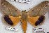  ( - 24869-040319-MA)  @11 [ ] Copyright (2019) Robert Borth LepBio, LLC