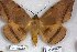  (Hypopyra guttata - 24870-171118-MA)  @11 [ ] Copyright (2019) Robert Borth LepBio, LLC