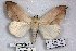  (Hypopyra allardi - 24871-131118-MA)  @14 [ ] Copyright (2019) Robert Borth LepBio, LLC