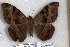  (Cyligramma magus - 24883-151118-MA)  @11 [ ] Copyright (2019) Robert Borth LepBio, LLC
