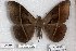  ( - 24884-161118-MA)  @11 [ ] Copyright (2019) Robert Borth LepBio, LLC