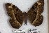  (Cyligramma duplex - 24885-010319-MA)  @11 [ ] Copyright (2019) Robert Borth LepBio, LLC