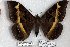 ( - 24886-030319-MA)  @11 [ ] Copyright (2019) Robert Borth LepBio, LLC