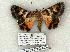  ( - 1013-240703-AZ)  @12 [ ] Copyright (2008) Unspecified Research Collection of Robert J. Borth