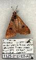  ( - 1125-310703-AZ)  @12 [ ] Copyright (2008) Unspecified Research Collection of Robert J. Borth