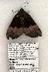  (Hypena appalachiensis - 1129-110702-KY)  @13 [ ] Copyright (2008) Unspecified Research Collection of Robert J. Borth