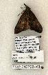  ( - 1142-310706-WI)  @12 [ ] Copyright (2008) Unspecified Research Collection of Robert J. Borth