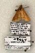  ( - 1150-310503-TX)  @12 [ ] Copyright (2008) Unspecified Research Collection of Robert J. Borth