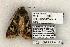  (Ianius - 1284-090603-TX)  @13 [ ] Copyright (2008) Unspecified Research Collection of Robert J. Borth