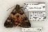  (Drasteria ingeniculata - 1296-260503-TX)  @14 [ ] Copyright (2008) Unspecified Research Collection of Robert J. Borth