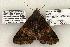 (Metria bilineata - 1321-030603-TX)  @14 [ ] Copyright (2008) Unspecified Research Collection of Robert J. Borth