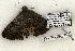  (Matigramma obscurior - 1343-030603-TX)  @13 [ ] Copyright (2008) Unspecified Research Collection of Robert J. Borth
