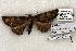  (Zale helata - 1360-160599-WI)  @13 [ ] Copyright (2008) Unspecified Research Collection of Robert J. Borth