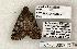  (Eubolina - 1375-040603-TX)  @13 [ ] Copyright (2008) Unspecified Research Collection of Robert J. Borth