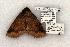  (Zale unilineata - 1159-070595-WI)  @14 [ ] Copyright (2008) Unspecified Research Collection of Robert J. Borth