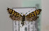 (Nemophora congruella - TLMF Lep 16258)  @14 [ ] CreativeCommons - Attribution Non-Commercial Share-Alike (2014) Peter Huemer Tiroler Landesmuseum Ferdinandeum