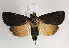  (Amphipyra livida - TLMF Lep 16379)  @14 [ ] CreativeCommons - Attribution Non-Commercial Share-Alike (2014) Peter Huemer Tiroler Landesmuseum Ferdinandeum
