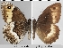  (Hipparchia alcyone - TLMF Lep 21100)  @14 [ ] CreativeCommons - Attribution Non-Commercial Share-Alike (2016) Peter Huemer Tiroler Landesmuseum