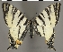  (Iphiclides - TLMF Lep 21162)  @14 [ ] CreativeCommons - Attribution Non-Commercial Share-Alike (2016) Peter Huemer Tiroler Landesmuseum
