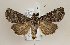  (Dichagyris forcipula - TLMF Lep 21604)  @14 [ ] CreativeCommons - Attribution Non-Commercial Share-Alike (2016) Peter Huemer Tiroler Landesmuseum