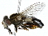  ( - BIOUG91349-C06)  @11 [ ] CreativeCommons - Attribution (2022) CBG Photography Group Centre for Biodiversity Genomics