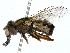  ( - BIOUG91349-C07)  @11 [ ] CreativeCommons - Attribution (2022) CBG Photography Group Centre for Biodiversity Genomics