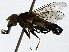  ( - BIOUG91350-A12)  @11 [ ] CreativeCommons - Attribution (2022) CBG Photography Group Centre for Biodiversity Genomics