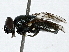  ( - BIOUG91350-C12)  @11 [ ] CreativeCommons - Attribution (2022) CBG Photography Group Centre for Biodiversity Genomics