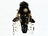  ( - BIOUG91350-D02)  @11 [ ] CreativeCommons - Attribution (2022) CBG Photography Group Centre for Biodiversity Genomics