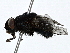  ( - BIOUG91350-D11)  @11 [ ] CreativeCommons - Attribution (2022) CBG Photography Group Centre for Biodiversity Genomics