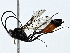  ( - BIOUG91351-E09)  @11 [ ] CreativeCommons - Attribution (2022) CBG Photography Group Centre for Biodiversity Genomics