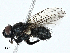  ( - BIOUG97718-E08)  @11 [ ] CreativeCommons - Attribution (2023) CBG Photography Group Centre for Biodiversity Genomics