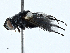  ( - BIOUG99521-A08)  @11 [ ] CreativeCommons - Attribution (2023) CBG Photography Group Centre for Biodiversity Genomics