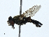  ( - BIOUG99521-A10)  @11 [ ] CreativeCommons - Attribution (2023) CBG Photography Group Centre for Biodiversity Genomics