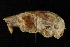 ( - HLC-16292)  @12 [ ] CreativeCommons - Attribution (2012) CBG Photography Group Centre for Biodiversity Genomics