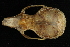  ( - HLC-16312)  @12 [ ] CreativeCommons - Attribution (2012) CBG Photography Group Centre for Biodiversity Genomics