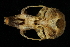  ( - HLC-16312)  @12 [ ] CreativeCommons - Attribution (2012) CBG Photography Group Centre for Biodiversity Genomics