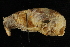  ( - HLC-16312)  @12 [ ] CreativeCommons - Attribution (2012) CBG Photography Group Centre for Biodiversity Genomics