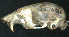  ( - HLC-16336)  @12 [ ] CreativeCommons - Attribution (2011) CBG Photography Group Centre for Biodiversity Genomics
