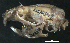 ( - HLC-16349)  @12 [ ] CreativeCommons - Attribution (2011) CBG Photography Group Centre for Biodiversity Genomics
