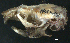  ( - HLC-16351)  @12 [ ] CreativeCommons - Attribution (2011) CBG Photography Group Centre for Biodiversity Genomics
