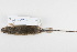  ( - HLC-17184)  @13 [ ] CreativeCommons - Attribution (2007) CBG Photography Group Centre for Biodiversity Genomics