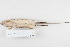 ( - HLC-17184)  @13 [ ] CreativeCommons - Attribution (2007) CBG Photography Group Centre for Biodiversity Genomics