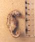  (Hippocampus biocellatus - MWAP.14630)  @14 [ ] Copyright (2006) Unspecified Redpath Museum