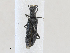  ( - CBG-A27571-A12)  @11 [ ] CreativeCommons - Attribution Share - Alike (2024) CBG Photography Group Centre for Biodiversity Genomics
