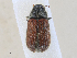  ( - CBG-A30017-D03)  @11 [ ] CreativeCommons - Attribution Share - Alike (2024) CBG Photography Group Centre for Biodiversity Genomics