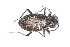  (Carabus alpestris dolomitanus - CAR728-1)  @11 [ ] CC BY SA (2022) Paill Wolfgang Universalmuseum Joanneum, Graz